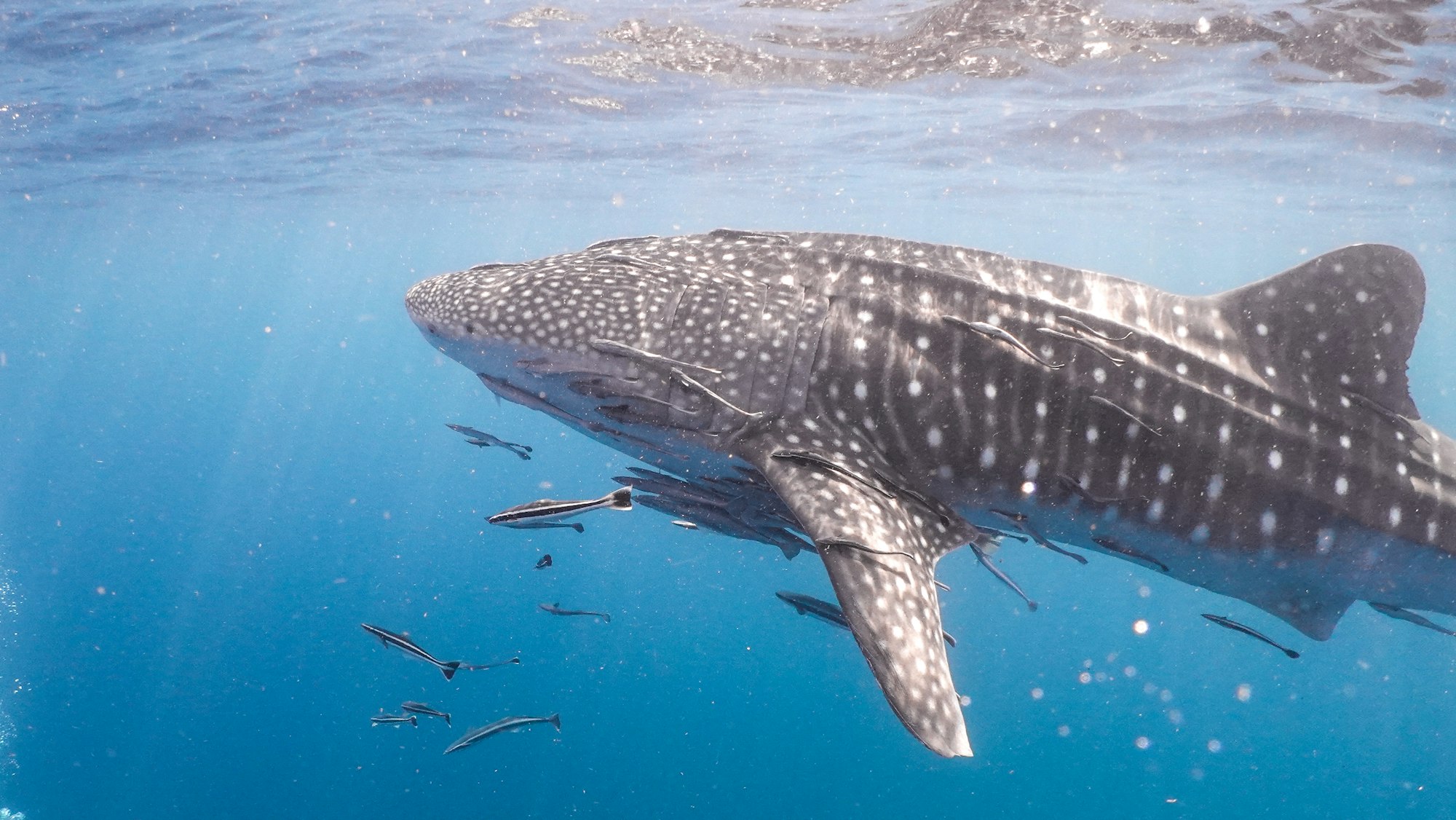 Whale Shark Season in Holbox: Mid-May to September Family Snorkel Tours