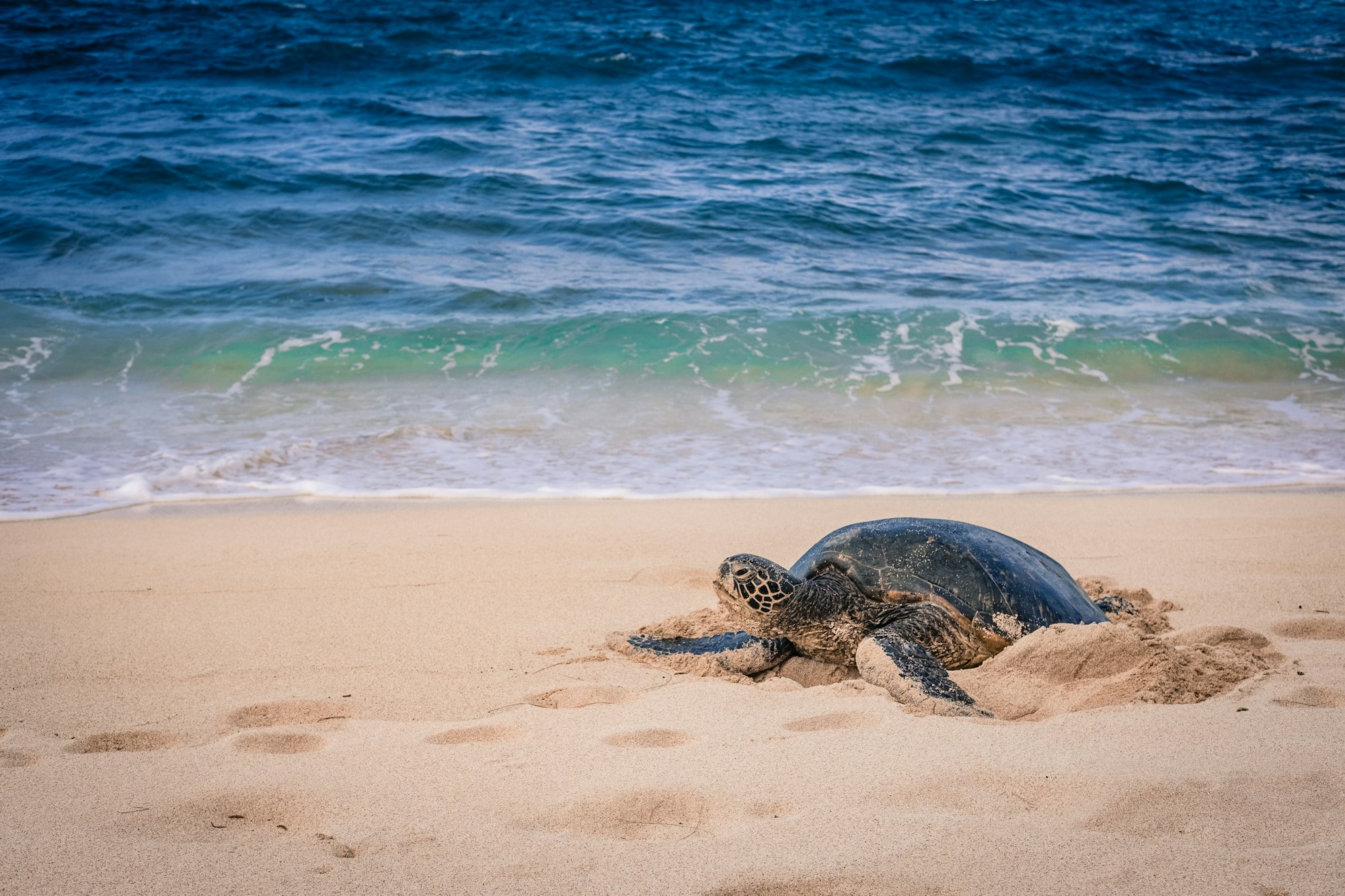 Sea Turtle Nesting Season Riviera Maya: Where Families Can Legally Witness It