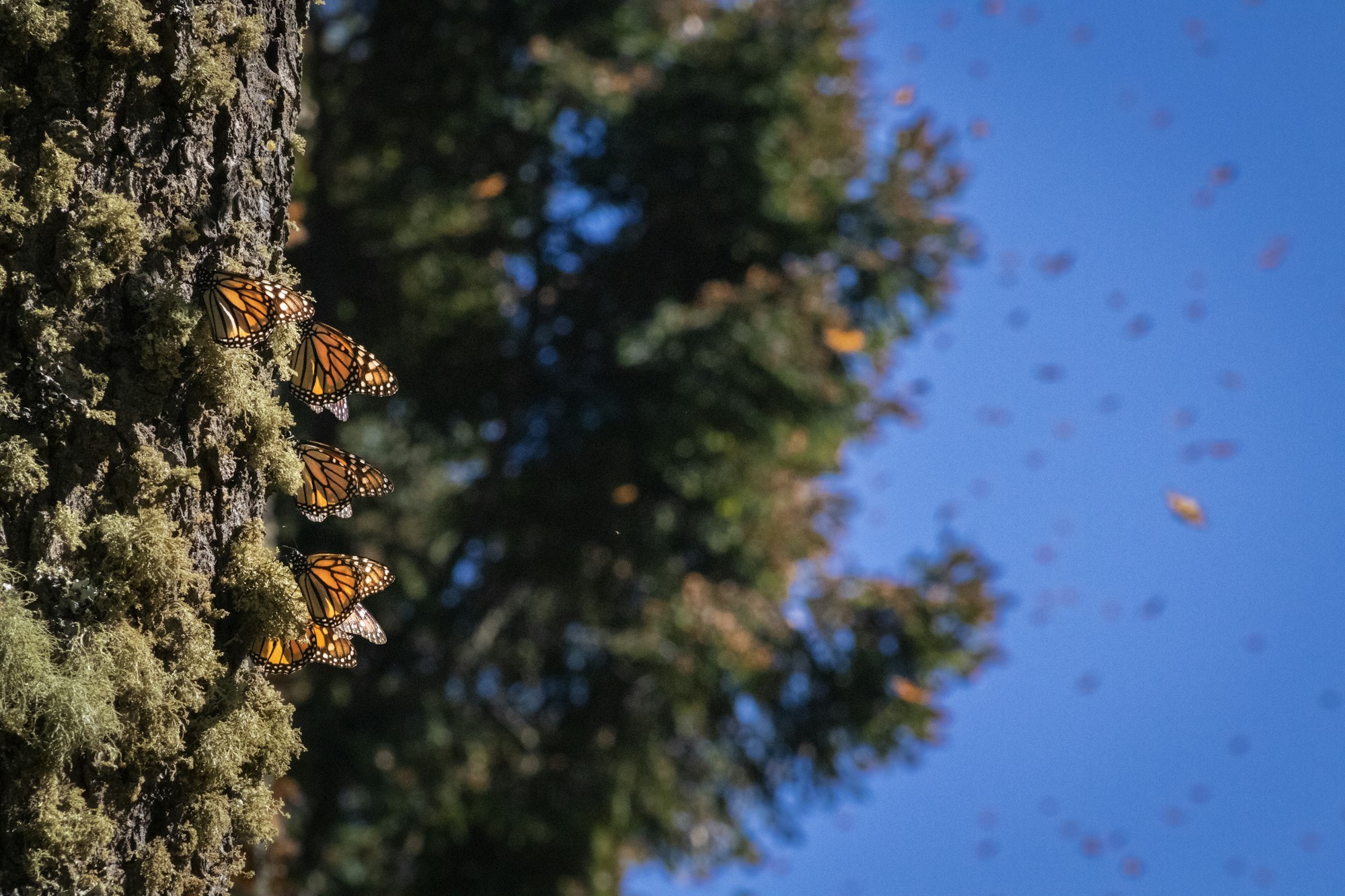 Monarch Butterfly Migration in Michoacan: Family Day Trip from Mexico City
