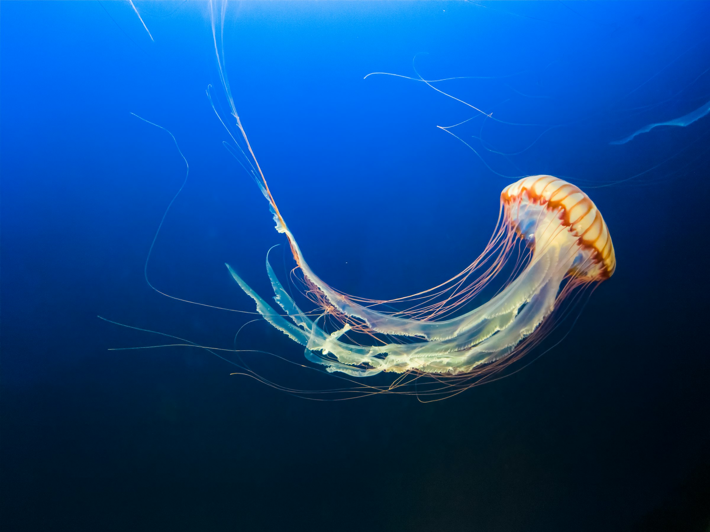 Jellyfish Season in the Mexican Caribbean: When to Worry, How to Treat a Sting, What to Pack