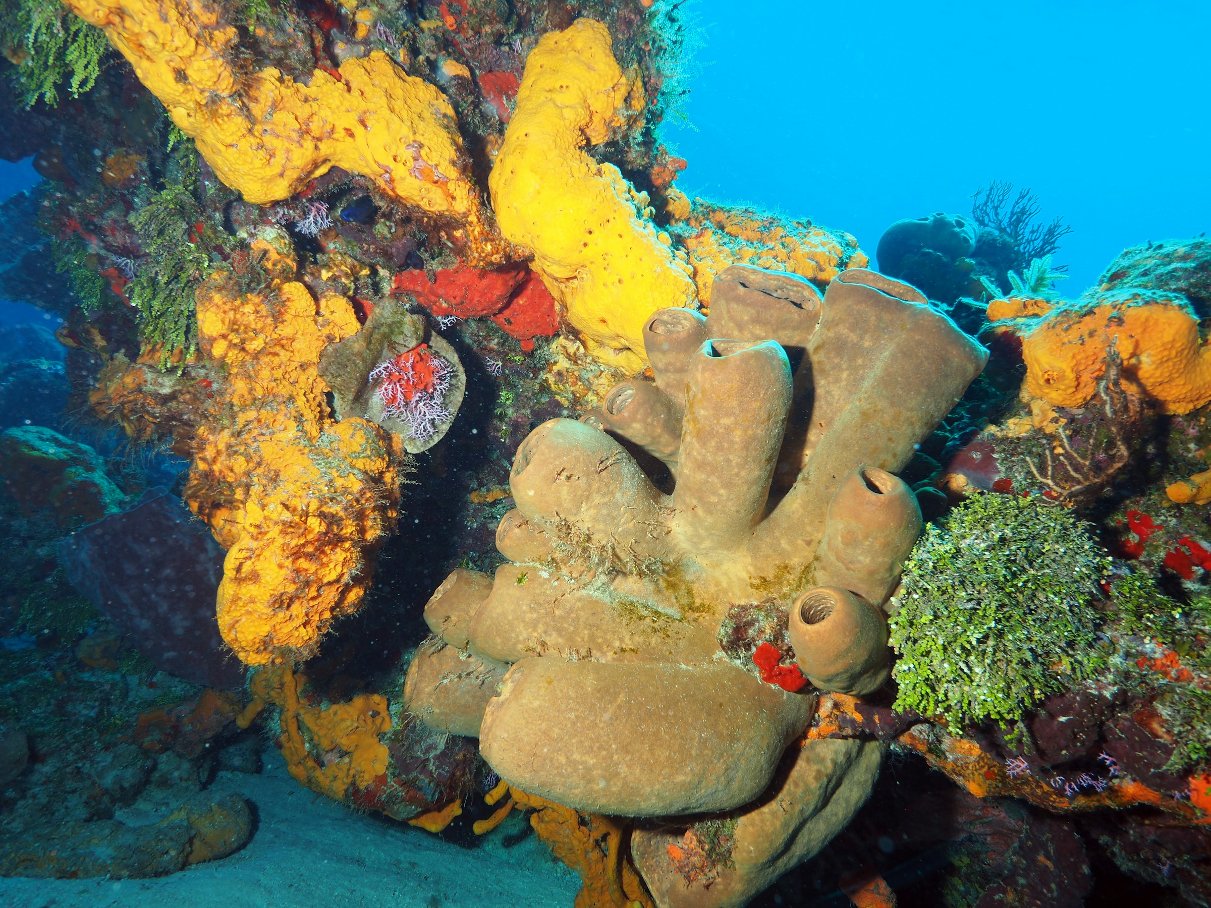Box Jellyfish at Cozumel: Family Snorkel and Dive Warnings by Season